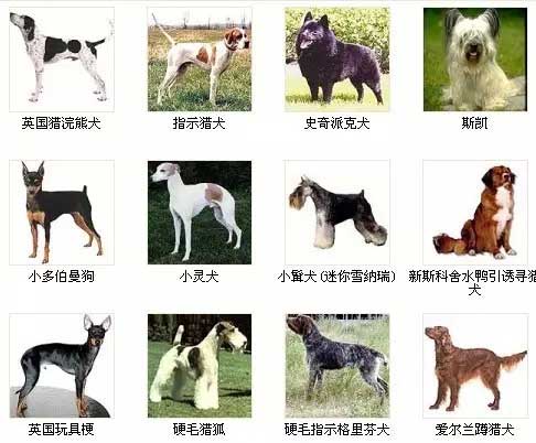 第1页宠物狗品种图片
