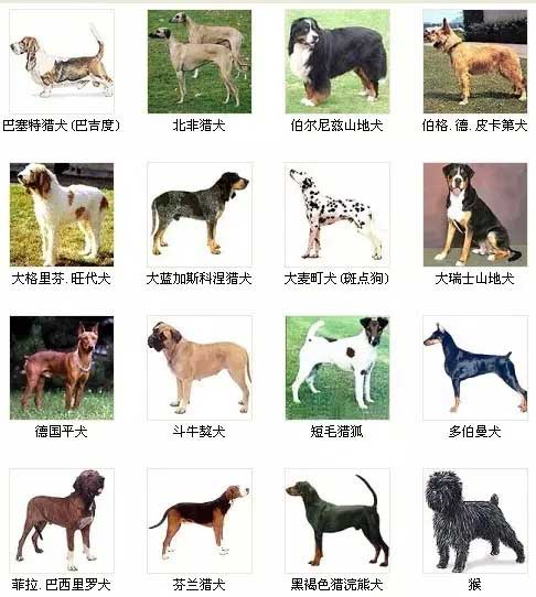 第3页宠物狗品种图片