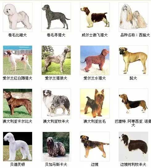 第5页宠物狗品种图片
