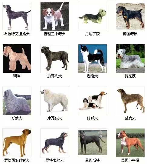 第6页宠物狗品种图片