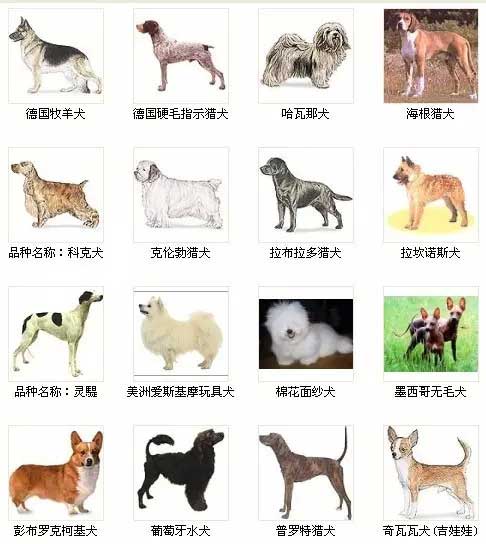 第7页宠物狗品种图片