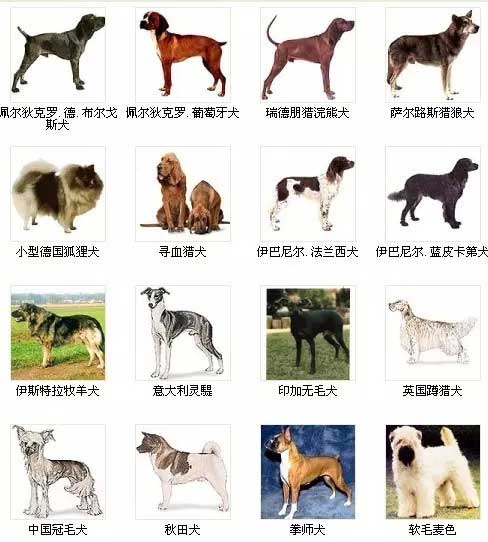第9页宠物狗品种图片