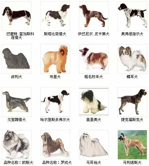第10页宠物狗品种图片