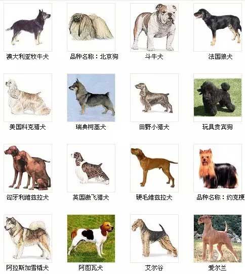 第13页宠物狗品种图片
