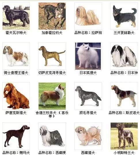 第14页宠物狗品种图片